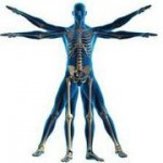 Compound Vs Isolation Exercises