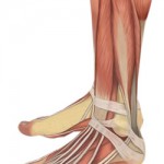 What Does A “Podiatrist’ Do?
