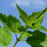Nettles