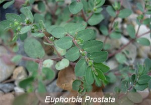 Euphorbia Prostata Cures Hemorrhoids