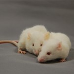pesticide toxicity