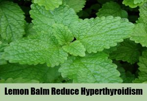 lemon-balm-reduce-hyperthyroidism